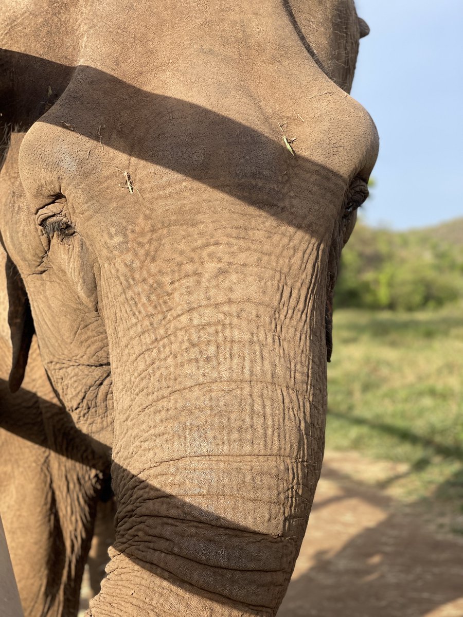 GlobalElephants's tweet image. Beautiful miss Bambi came to dinner and was illuminated by the evening sun. 🥰
