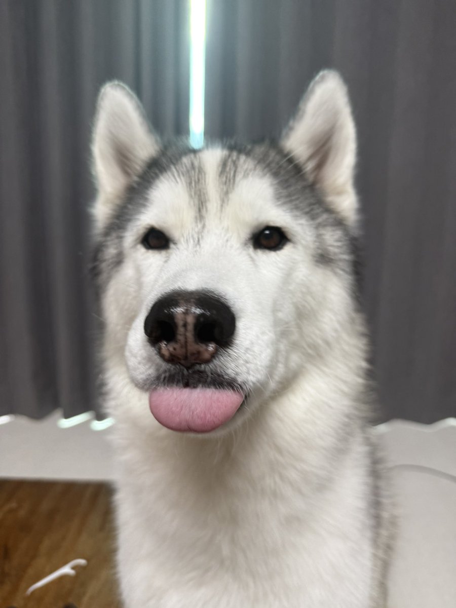 te_o_21's tweet photo. 메롱😛 https://t.co/hXicEXqoOB