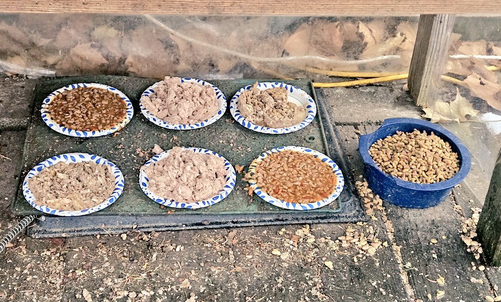 EdFatherOfCats's tweet image. A great big hot Christmas day meal! 
They had Tuna, Fancy Feast Fish &amp;amp; shrimp, and Purina Seafood feast. 
Lots of choices to fill those little bellies.