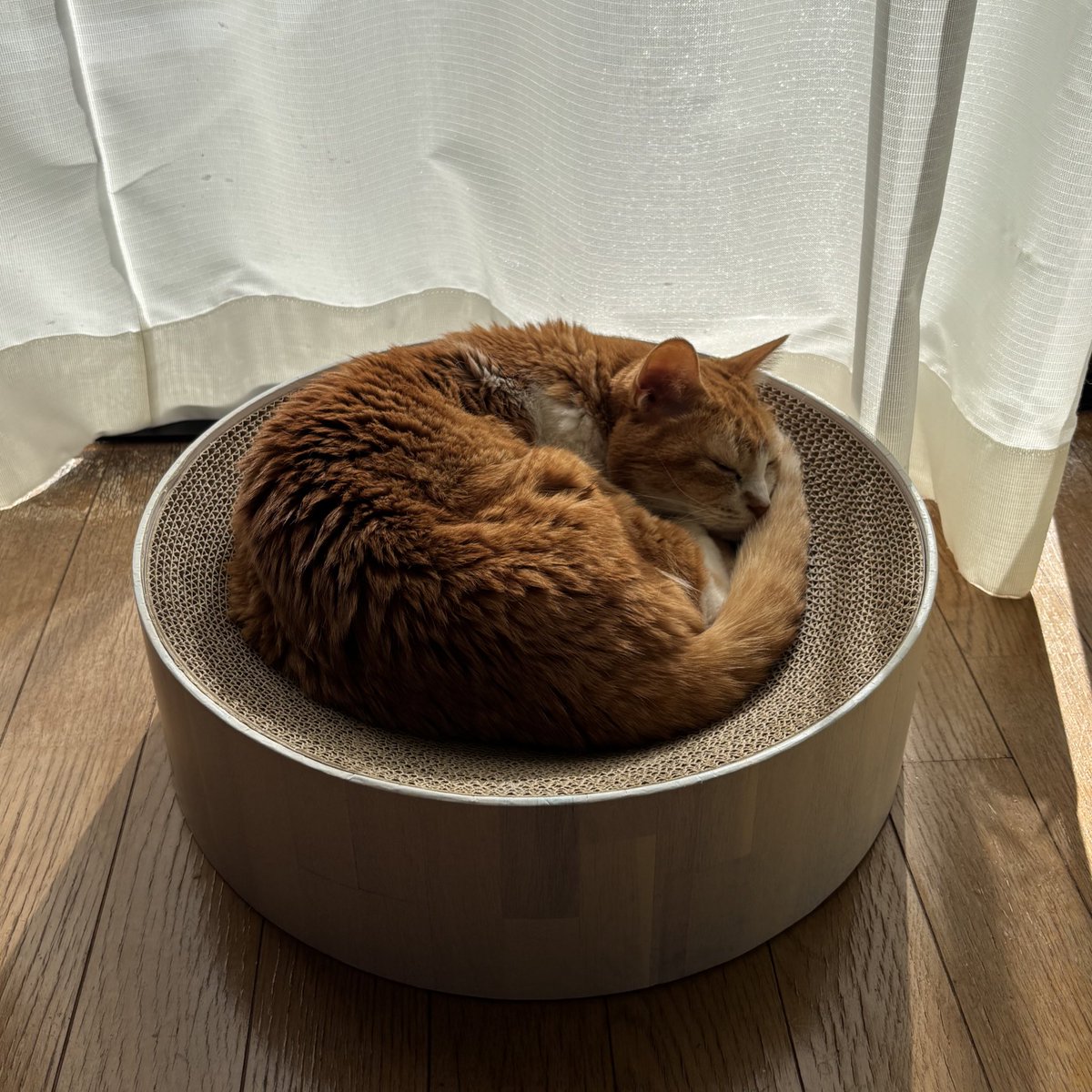 掃除機の音に動じることなくスヤスヤと寝ている💤