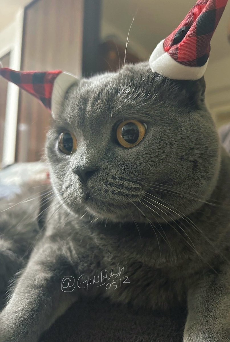 グーニャン (@GuuNyan0512) / Posts / X