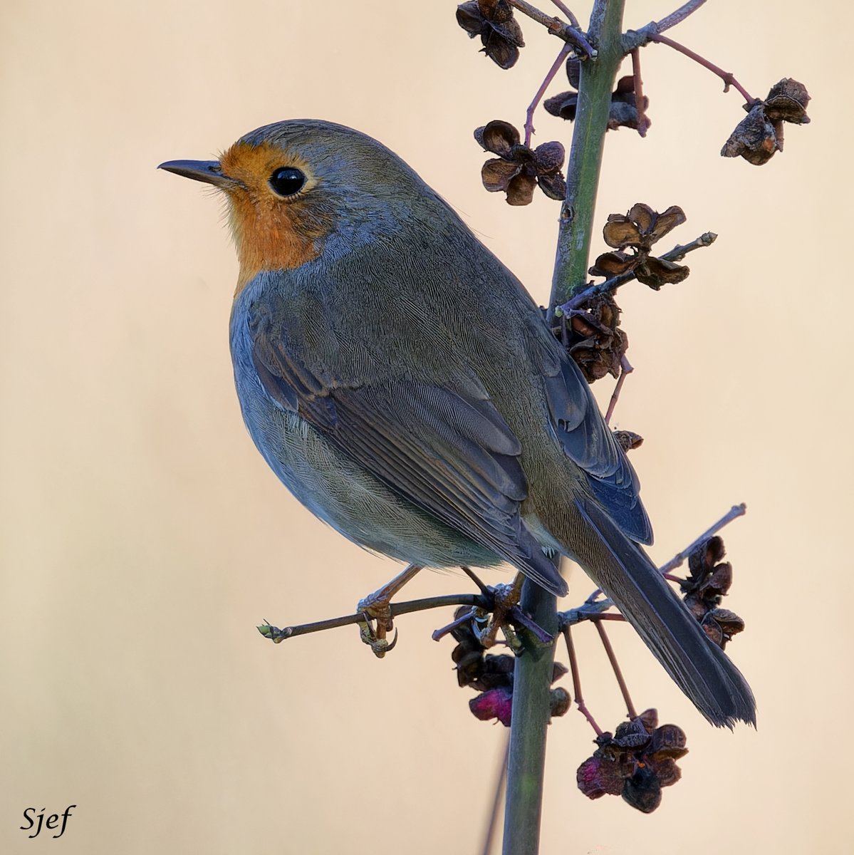 ItakeBirdPics's tweet image. European Robin
The Netherlands. 12/15/2025 #europeanrobin #birdphotography #naturephotography