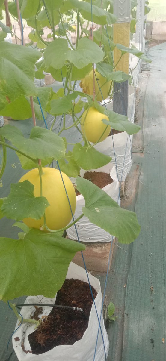 Niaa Khadeeja tweet media