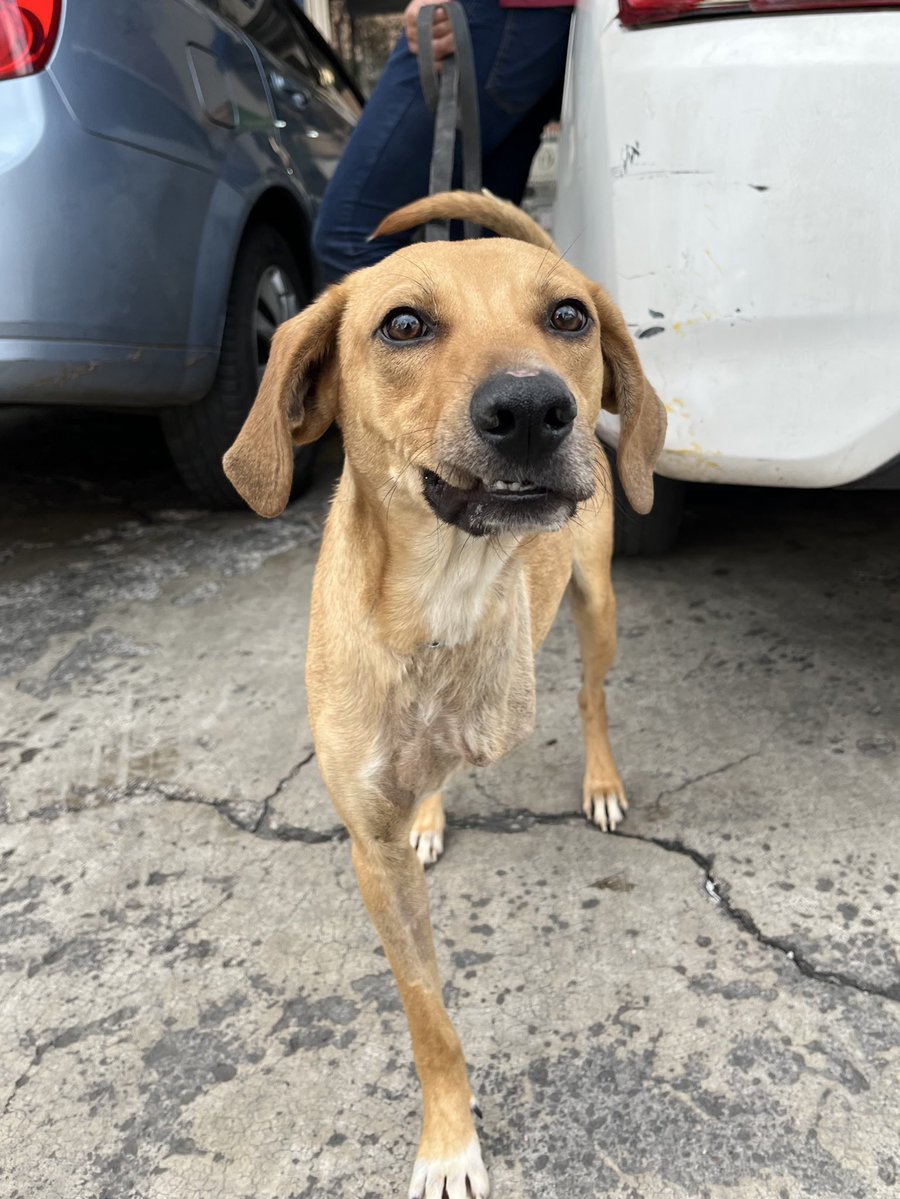 Patricio necesita 12 padrinos de 100 pesos para cubrir su pensión.

¿Le ayudan? 🥹🙏🏽