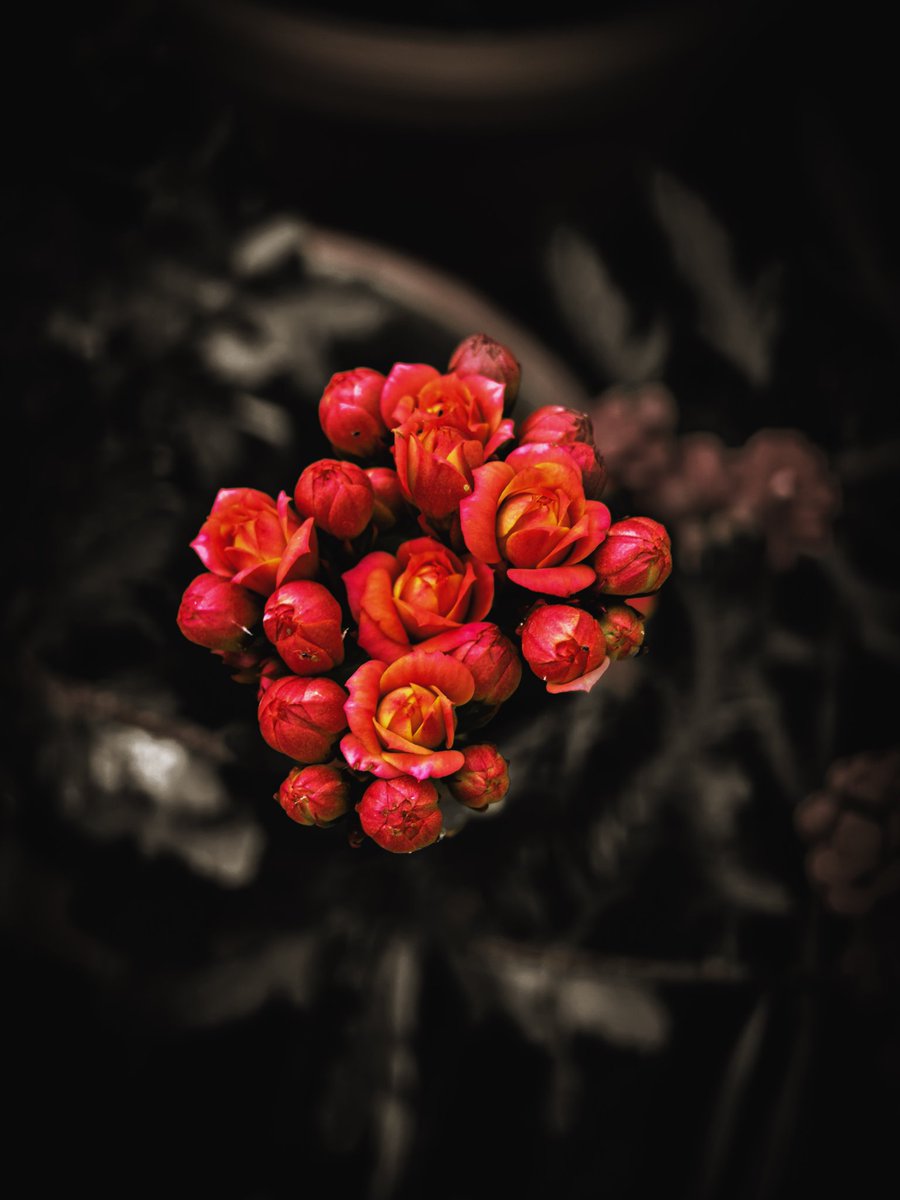 Paritosh_33's tweet photo. Good morning.
#Sunday
#T4Ultra
#flowerphotography https://t.co/yJo1OP1tHF