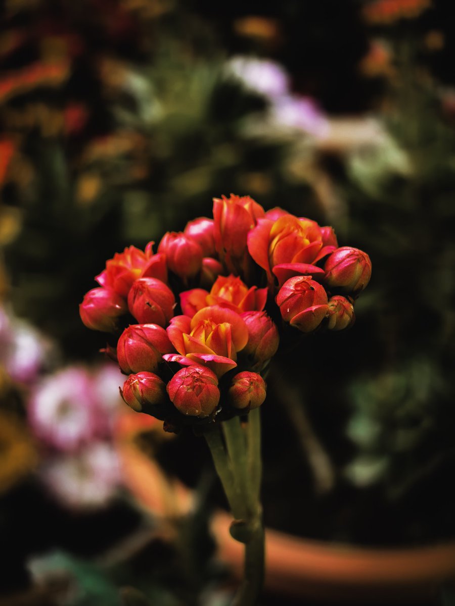 Paritosh_33's tweet photo. Good morning.
#Sunday
#T4Ultra
#flowerphotography https://t.co/yJo1OP1tHF