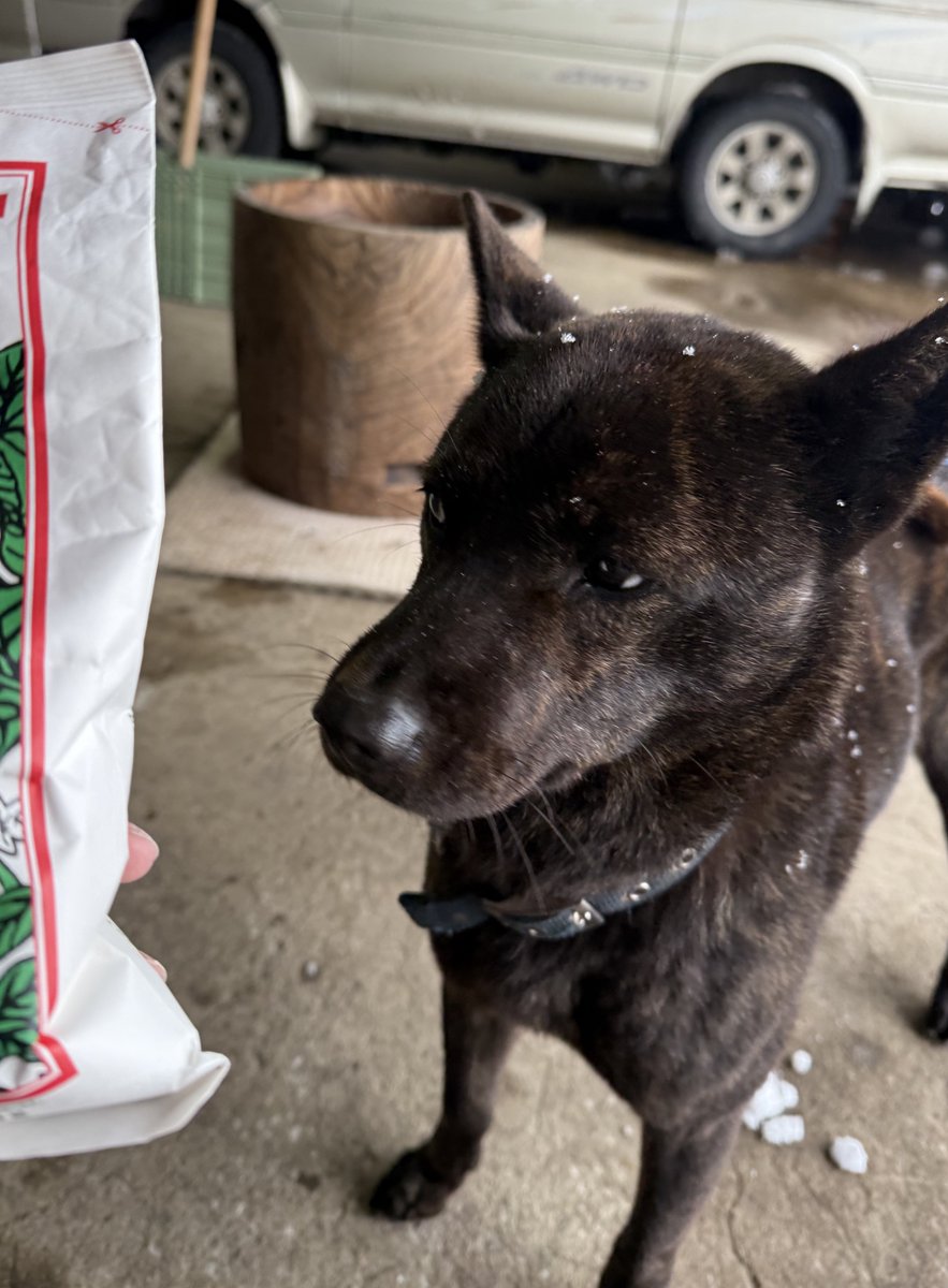 餅つきしました🐶
舌ペロペロしながらじっと見てて
飛び散った餅米を食べてた犬