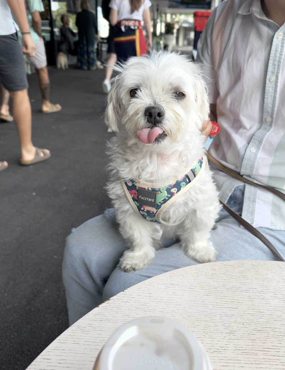 いつものカフェ☕️🍰で
クリスマス🎄ミンスパイ🥧⭐️を
もらったでしゅ😋ママ大喜びでしゅ
パパは1か月もクリスマスホリデー
取ってるでしゅ

ボケましゅね🤪

#売れ残りに福あり #ニュージーランド #Christmasmincepie #nz