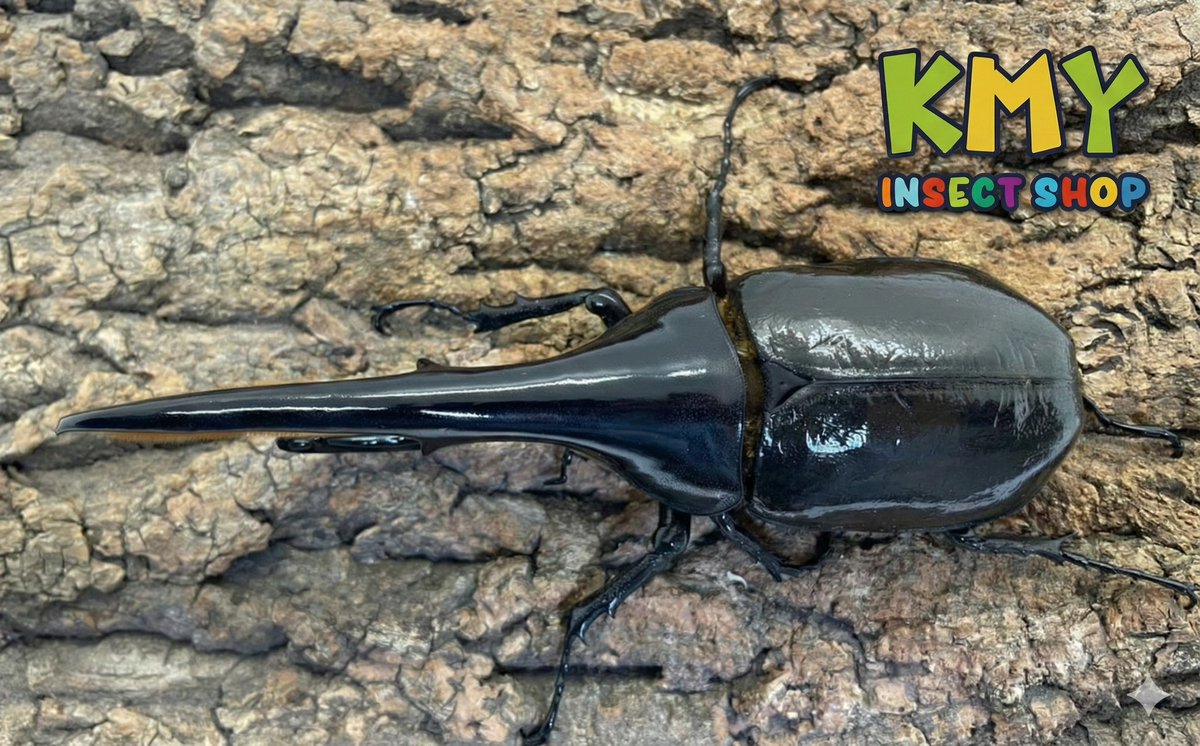 🌟新着情報🌟 DH.ヘラクレスオオカブト ペア 入荷してます！ 本日11:00