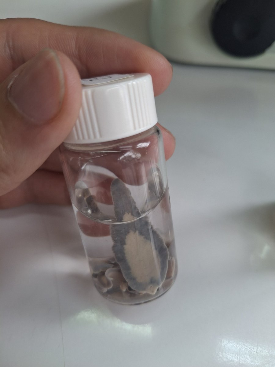 Una gran Fasciola hepatica junto a sus hermanitas