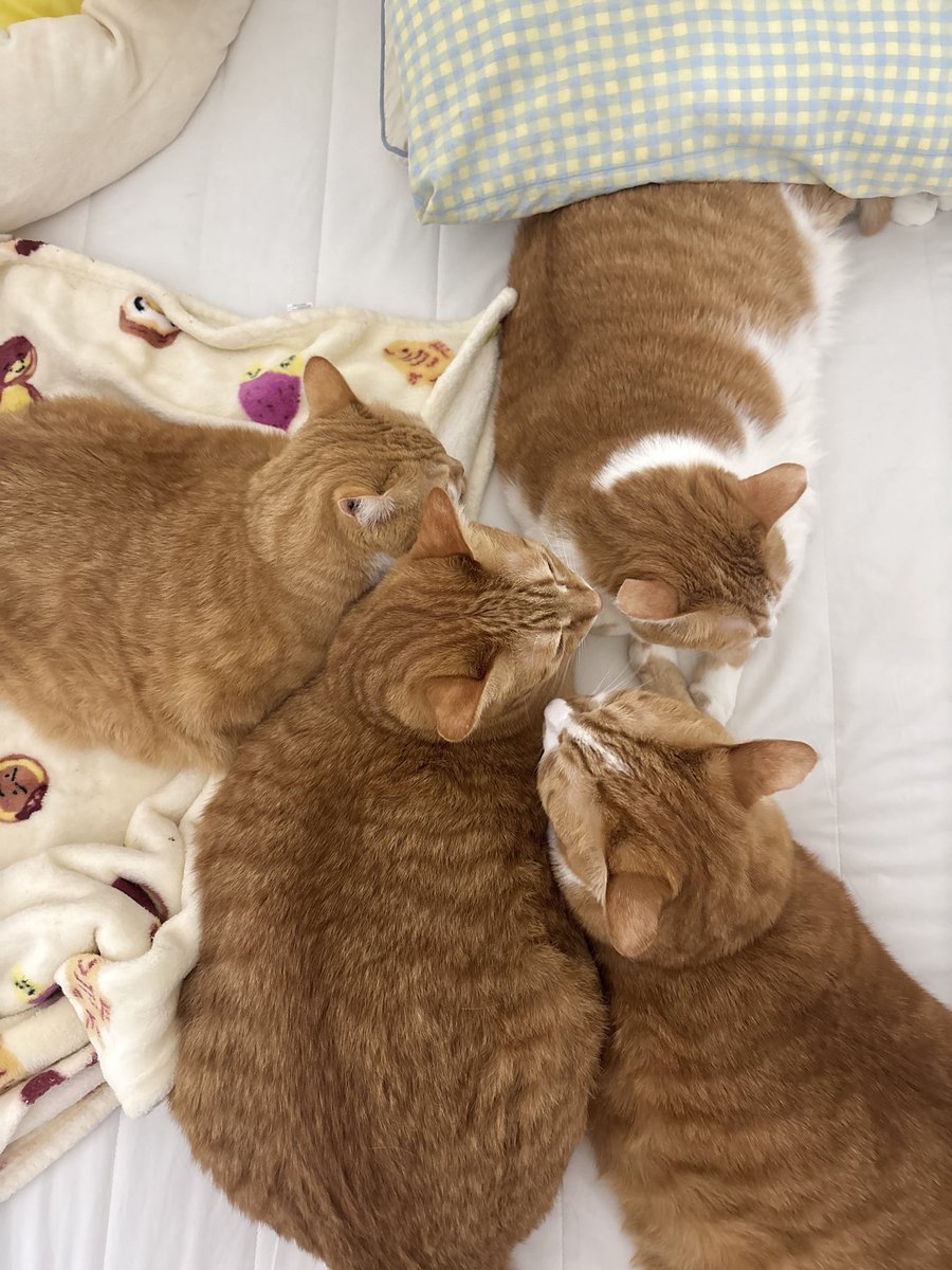 우동과 고명즈 tweet media