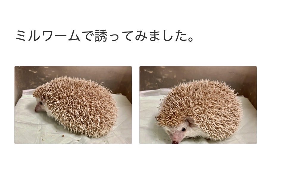 ❤️はりねずみ様❤️ たけこ🦔ハリネズミのハリー (@andyou_5F8) / Posts / X