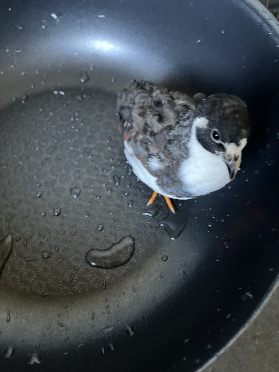 うずらさま確認ページ♡ ポポチョロ🐦💨 (@1b4fc39ec9e04d3) / Posts / X