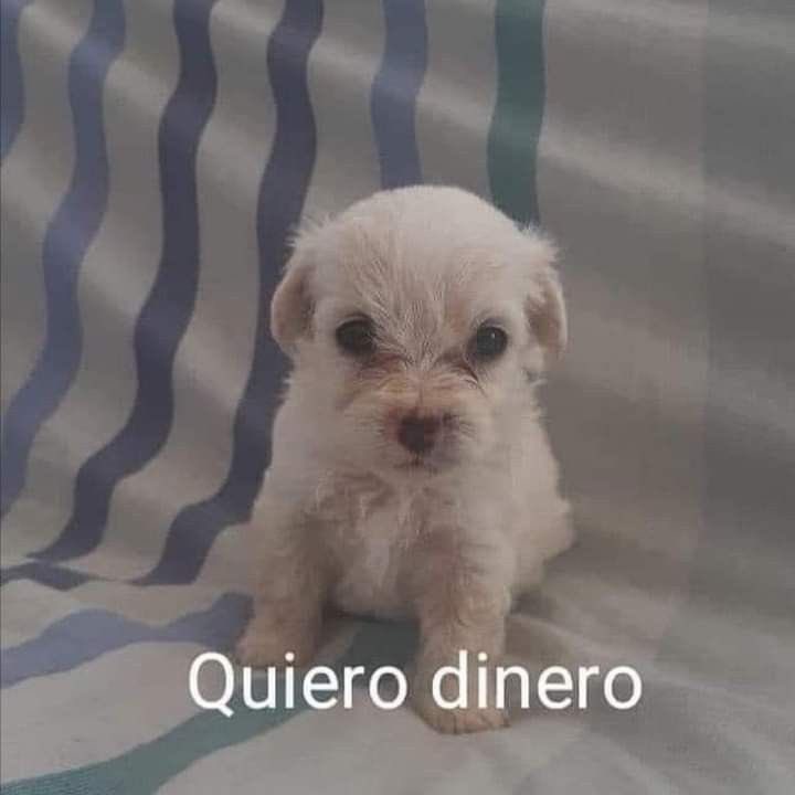 twaniimals's tweet image. 