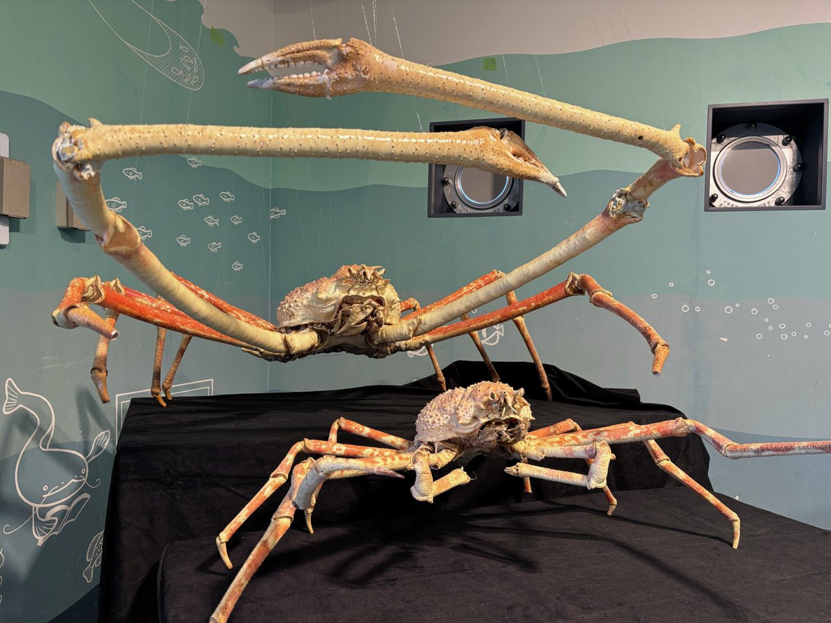 🫧🦀深海生物まつり🐟🫧 #うみファーム では2026.3/1(日)までの期間