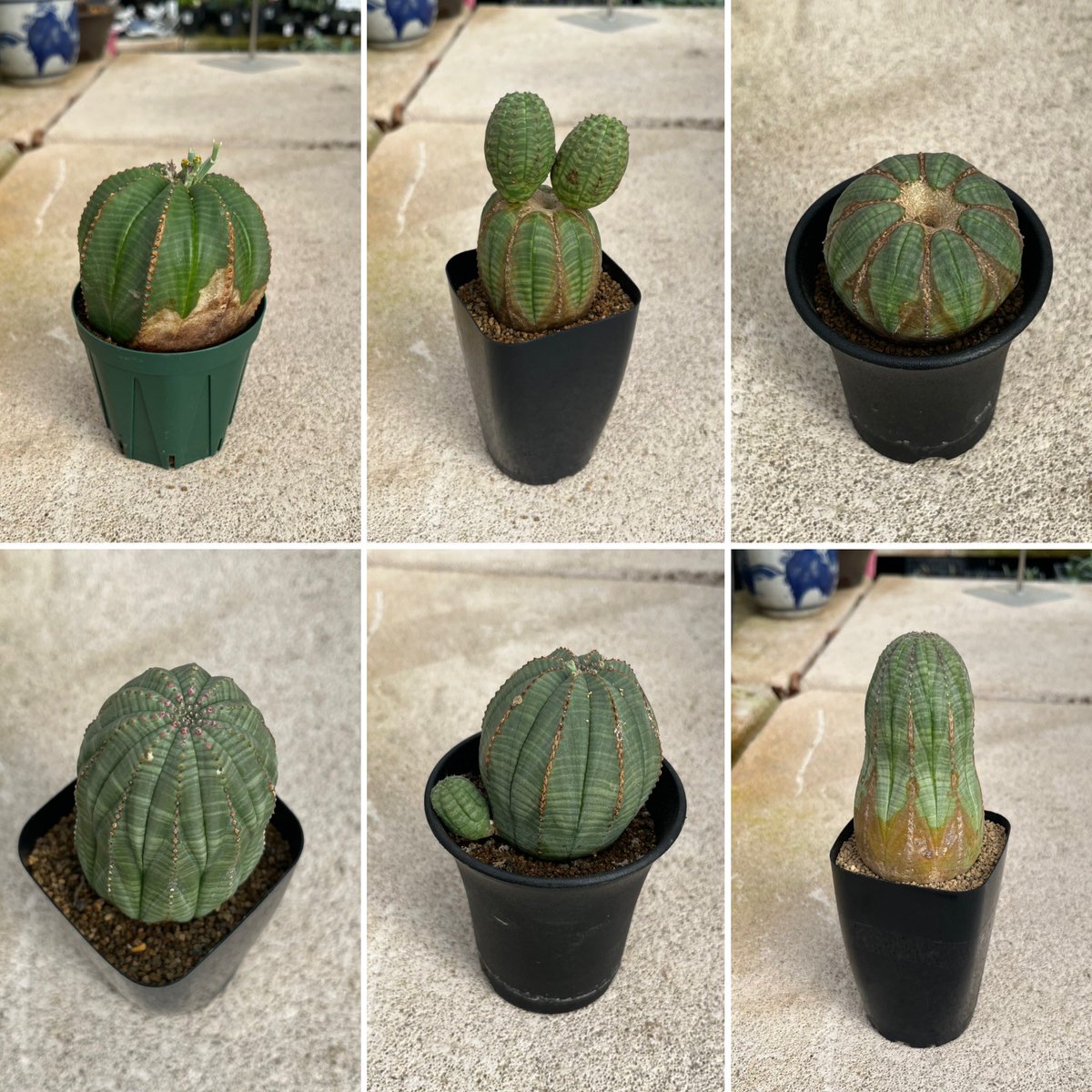 188farm (@abcaudex) / Posts / X