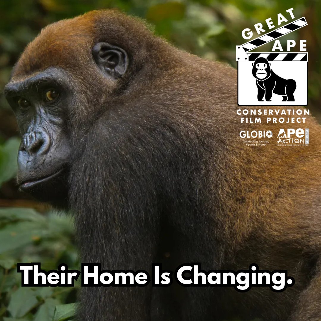 GLOBIO Apes tweet media