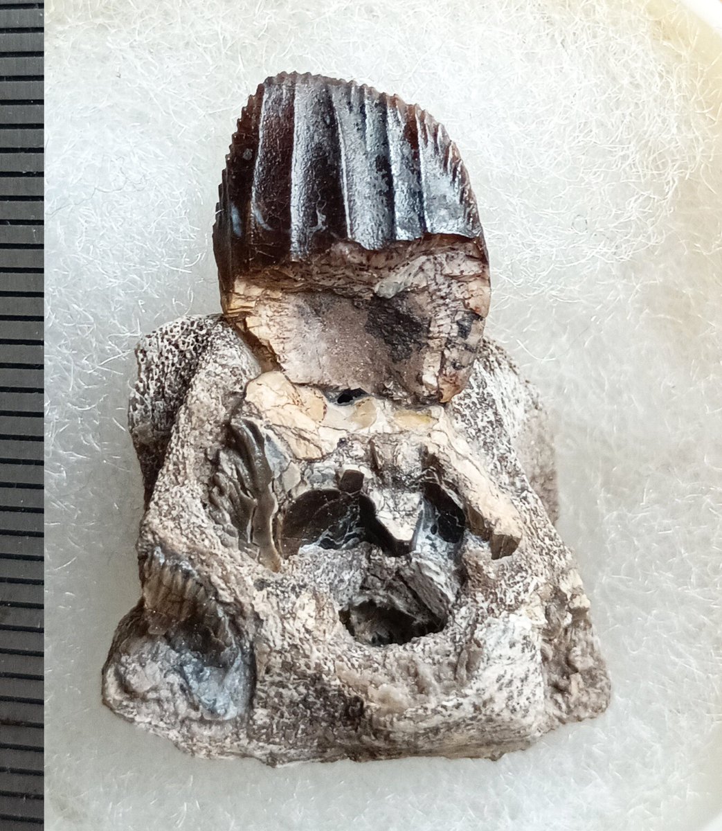 テノントサウルスの歯が盛り上がっているようなので＾＾ （当社観測