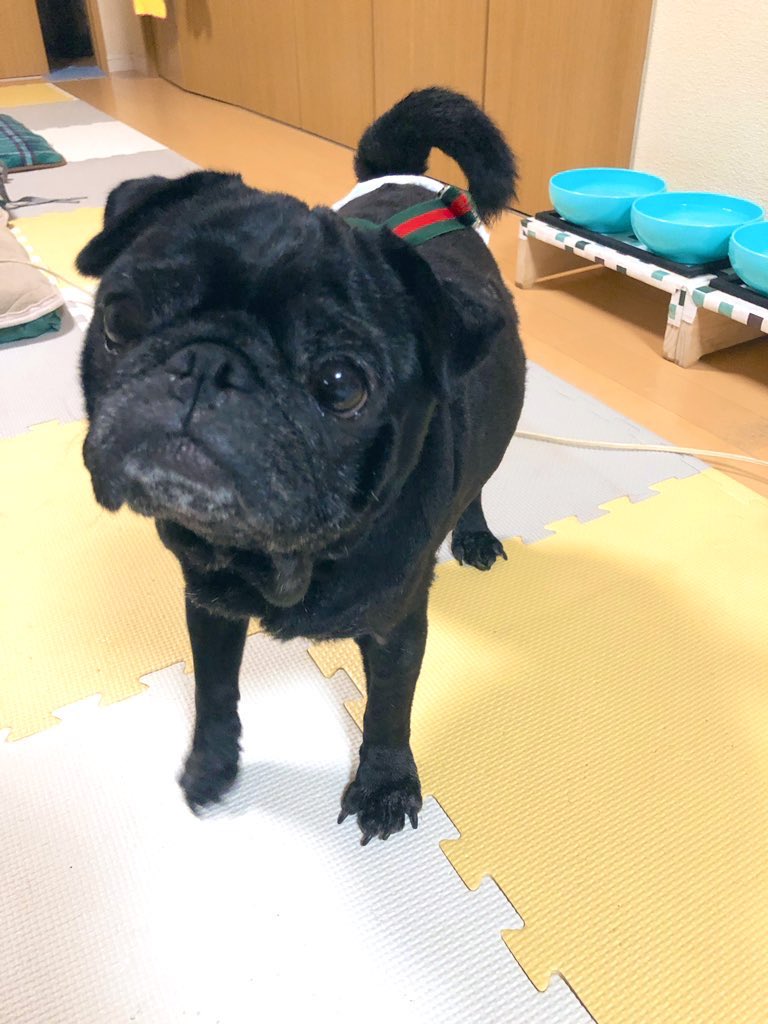 もうすぐこんちゃんの一度目の命日なんだけど、多分帰ってきてる。
何故なら、私の足元あたりでうたちゃんがシャーシャー言っている。

私には見えないけど、うたちゃんには見えてるのかなぁ。
私にも姿見せてくれへんかなぁ…
 #秘密結社老犬倶楽部天国支部