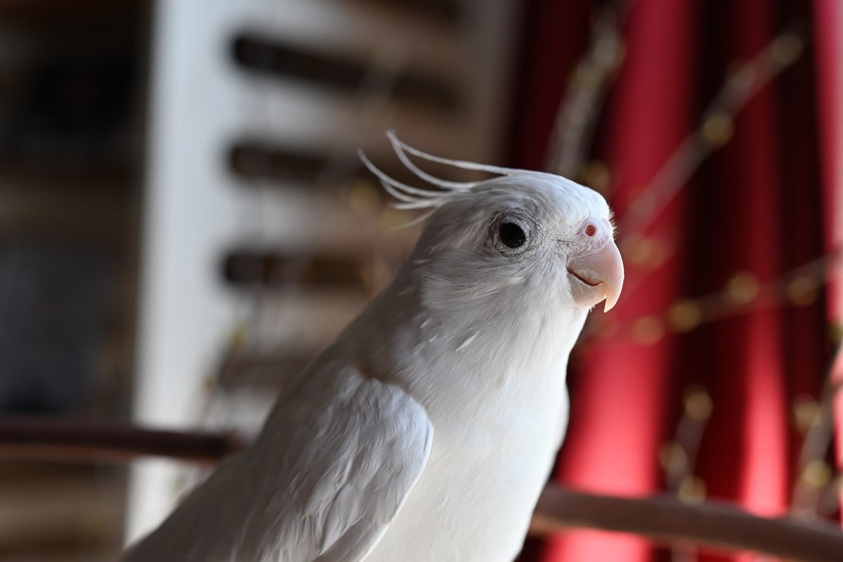 NIKKOR Z 35mm £1.8 S DXフォーマット