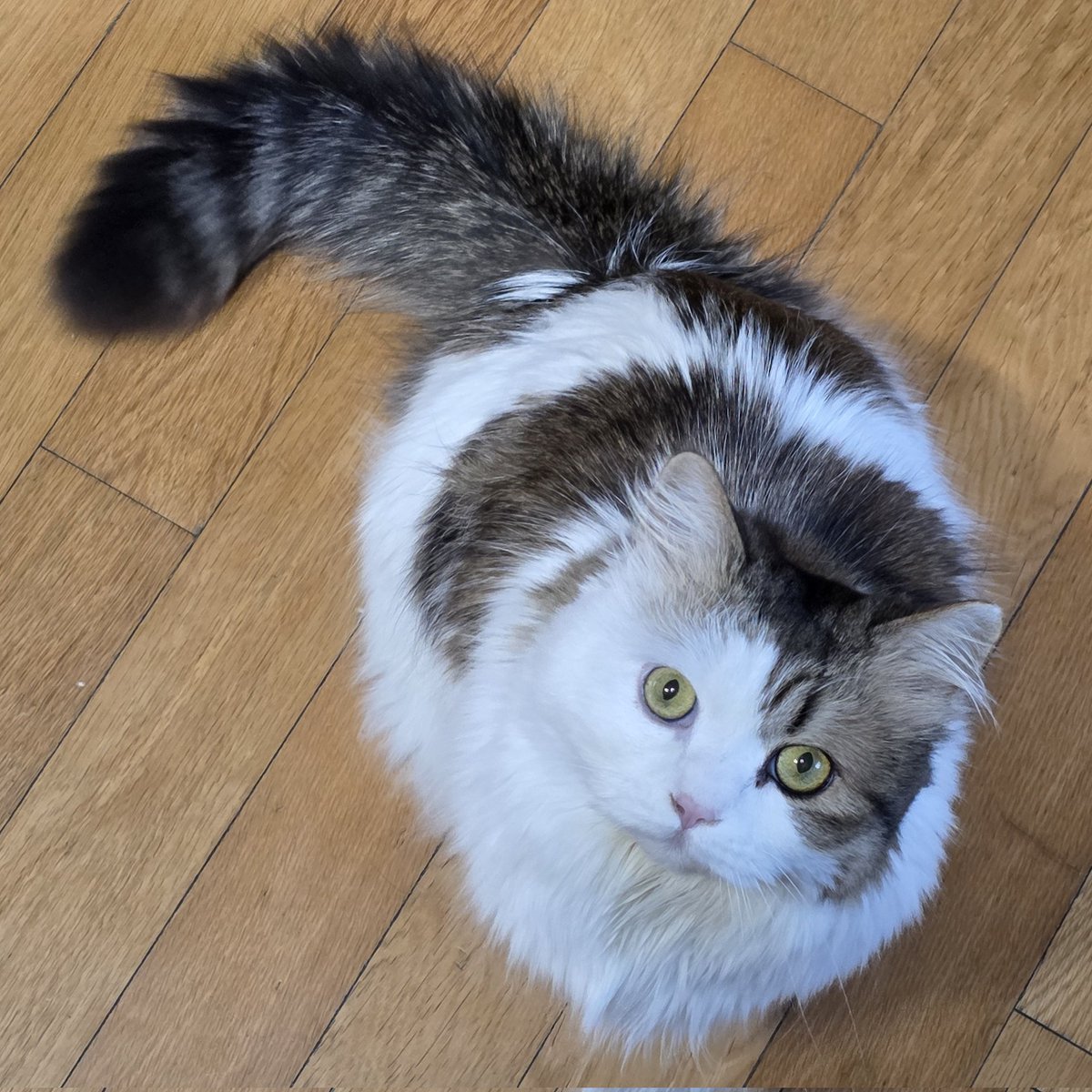 오늘 이 고양이 생일입니다