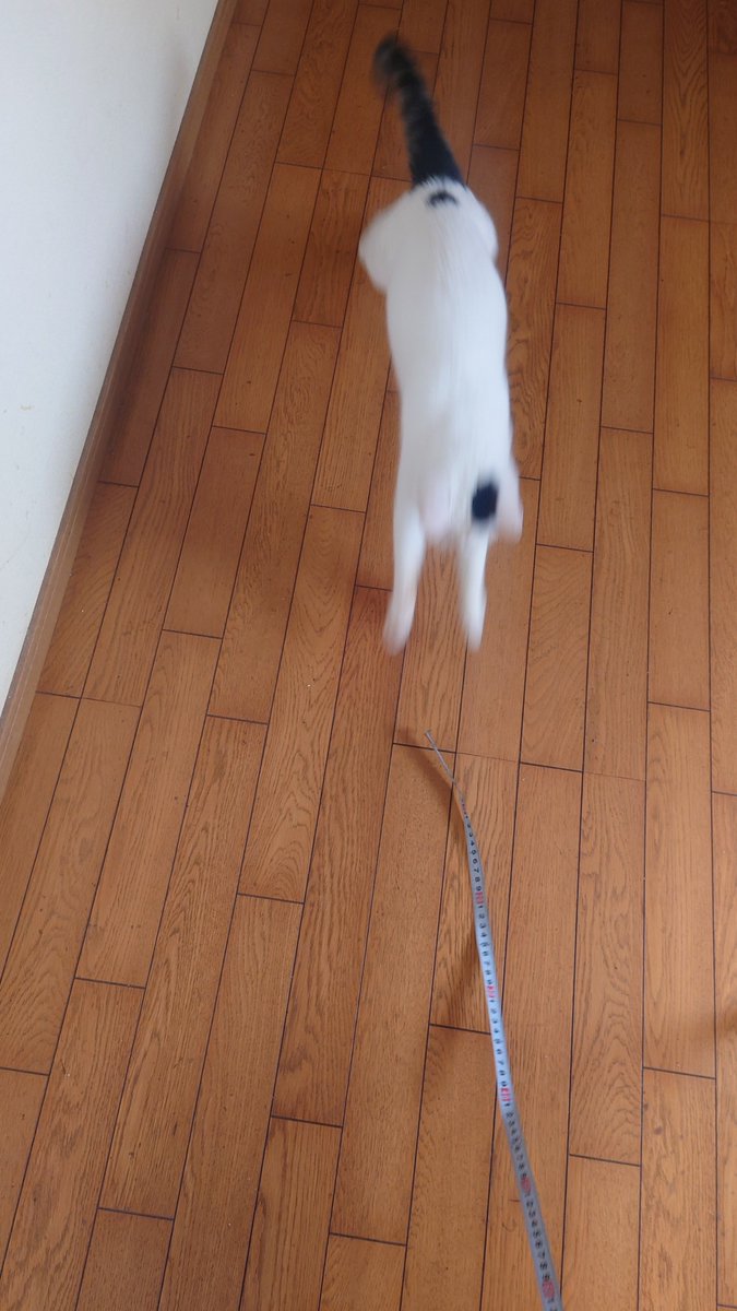 DIYvs野生の本能
#躍動感