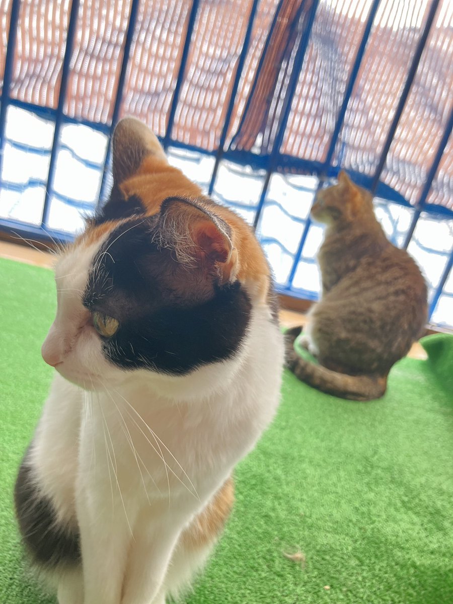 今日はちょこっとあったかいね☀️
ワンズがいなくなって、ニャンズがめちゃくちゃ甘えん坊になりました。

今まで寂しい思いさせてたんだなぁと改めて。
ワンズは2人ともシニアで手がかかってたしね。
これからは小夏とうたの時間にしようと思ってます☺️