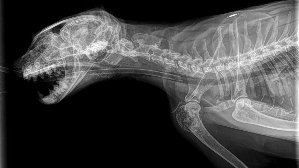Taken at the Vet hospital I worked at a while back. Shoulder had a weird growth / opacity which was causing pain. Patient ended up getting a limb amputation to remove the cancerous growth.

The X-ray looks beautiful.