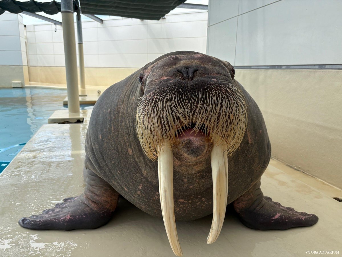 「世界セイウチの日」質問コーナー⑤: 今回は前回の続きで「貝殻はそのまま食べるのか、実際にどのような食べ方をするのか」に答えます！   基本的に貝の中身だけを吸い込んで食べるので、貝殻ごと食べるという事はしないと思います。 ただ、欠片などが小さすぎ dlvr.it/TQ2VRZ