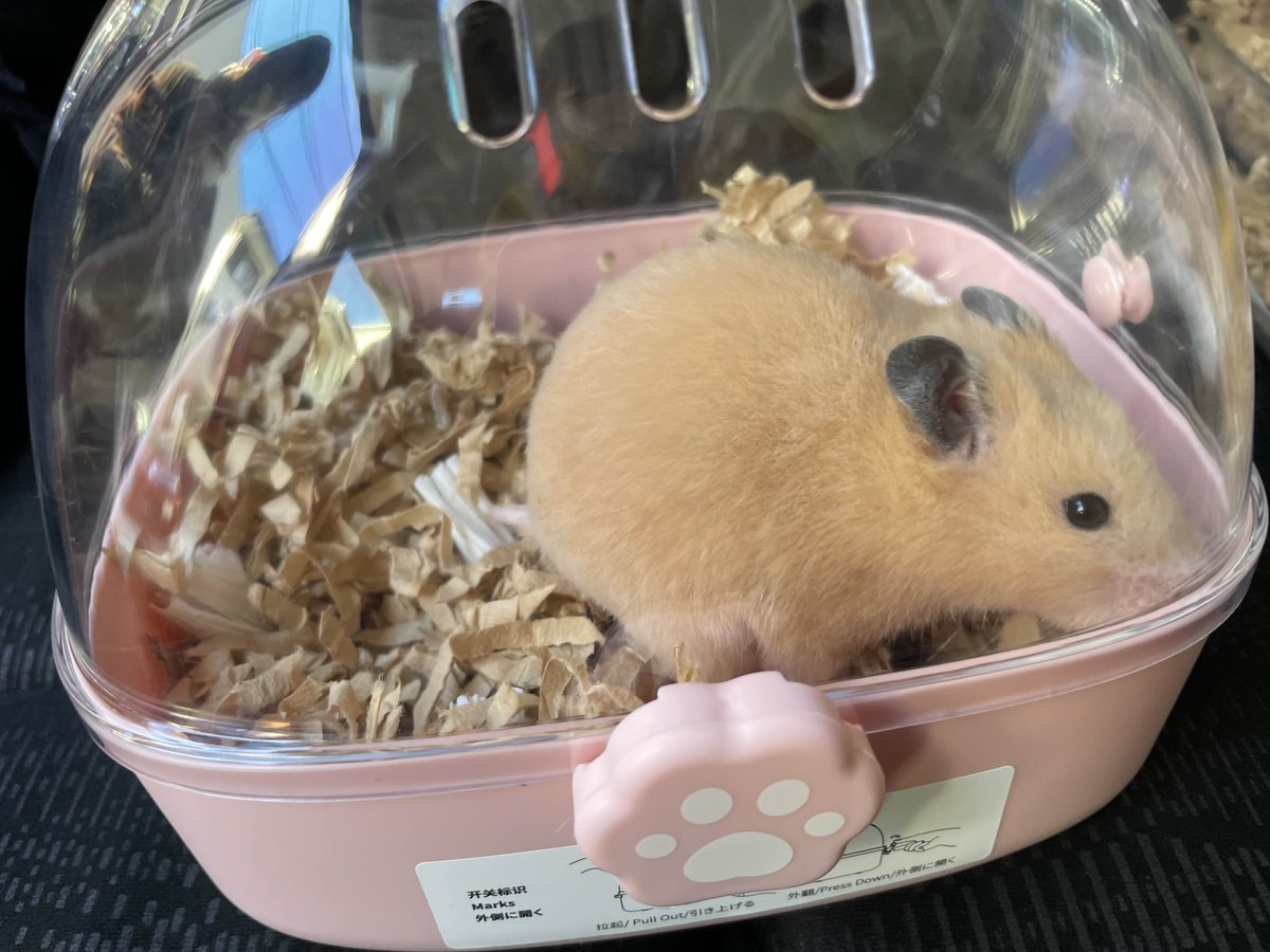 ハムスターさん専用　参考写真 撮るたびにかわいさ再発見！飼い主が教えるハムスター写真の撮り方