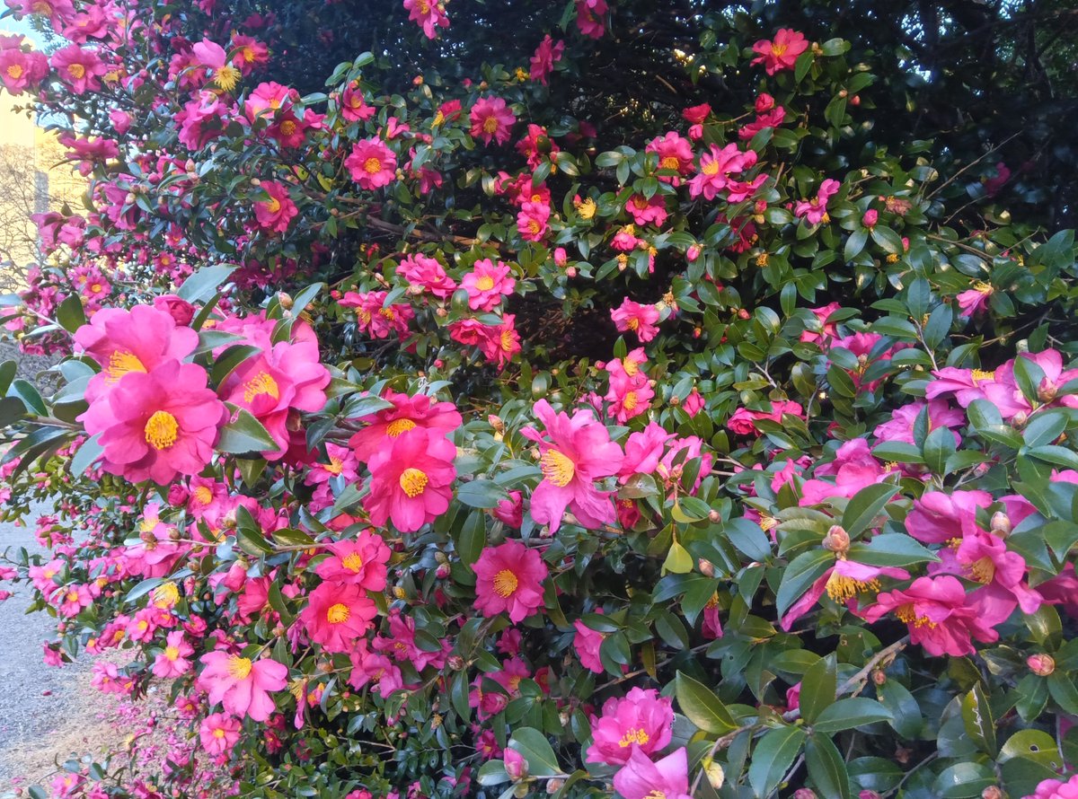 ◾️昔のカメラ◾️ヴィンテージ◾️革製品◾️とてもレア◾️カメラを入れて持ち歩こう◾️本革◾️ CATEGORY カメラ・カメラケース | 古道具 イエノコモノ