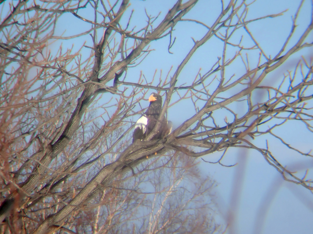 久々に知床の自然観察をする日。冬にやって来るオオワシを見かけることも増えてきました(一部はごく限られた場所で夏季もいますが)。よく晴れた日の極寒の朝のように凛としてするどい瞳、良い。