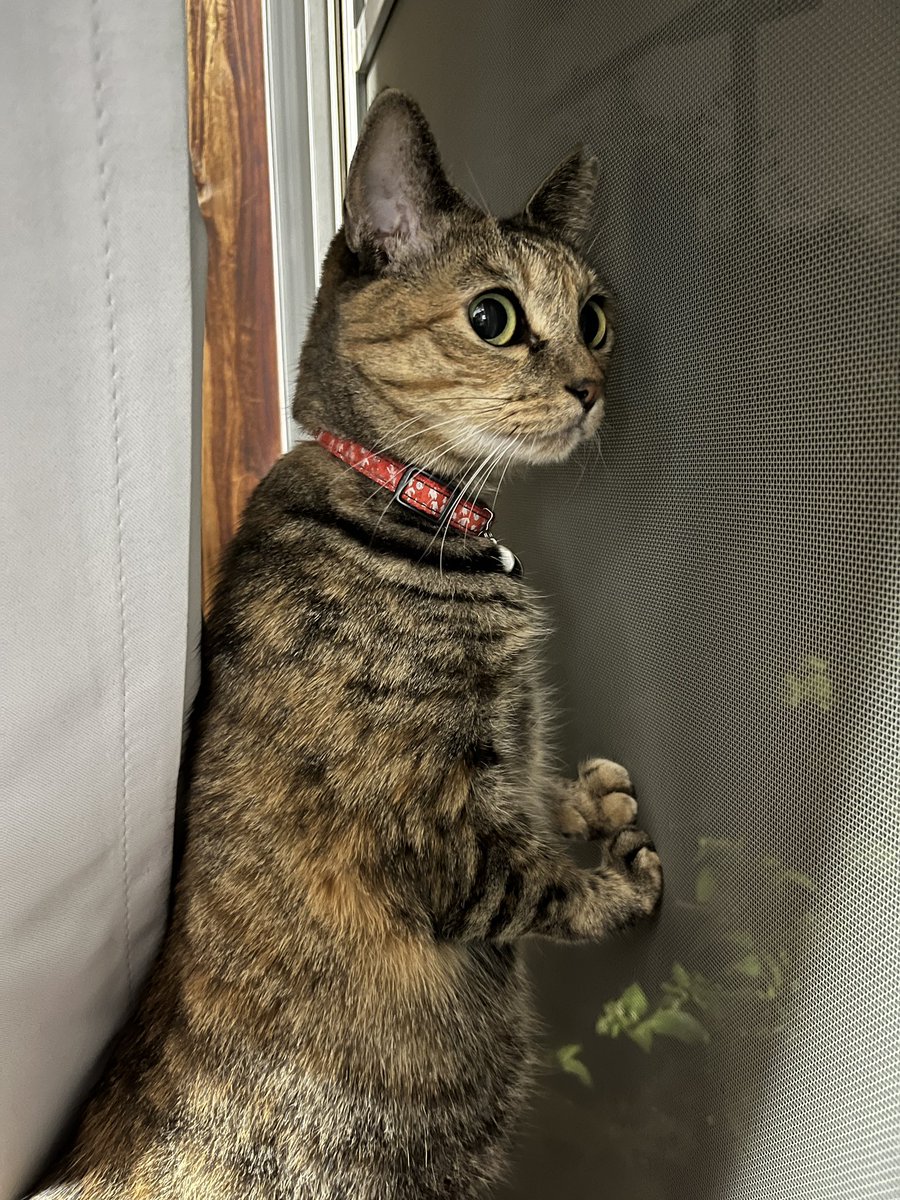 おたむ (@donchintan696) / Posts / X