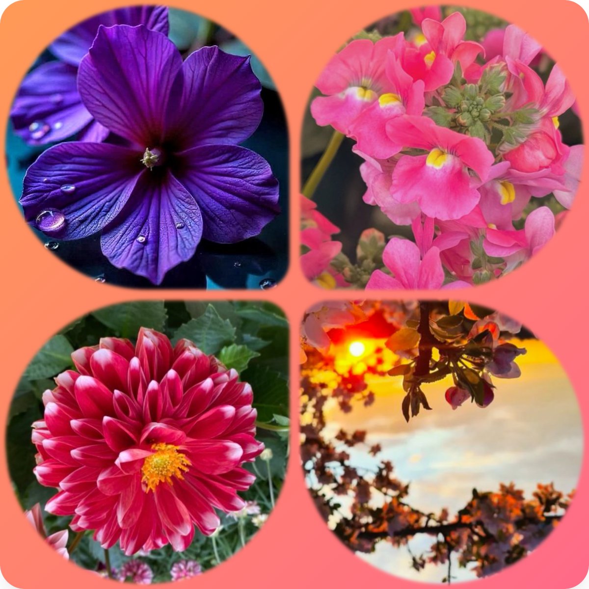 collaigo's tweet image. Made with collage.com and  
reurl.cc/Vm7Zgb