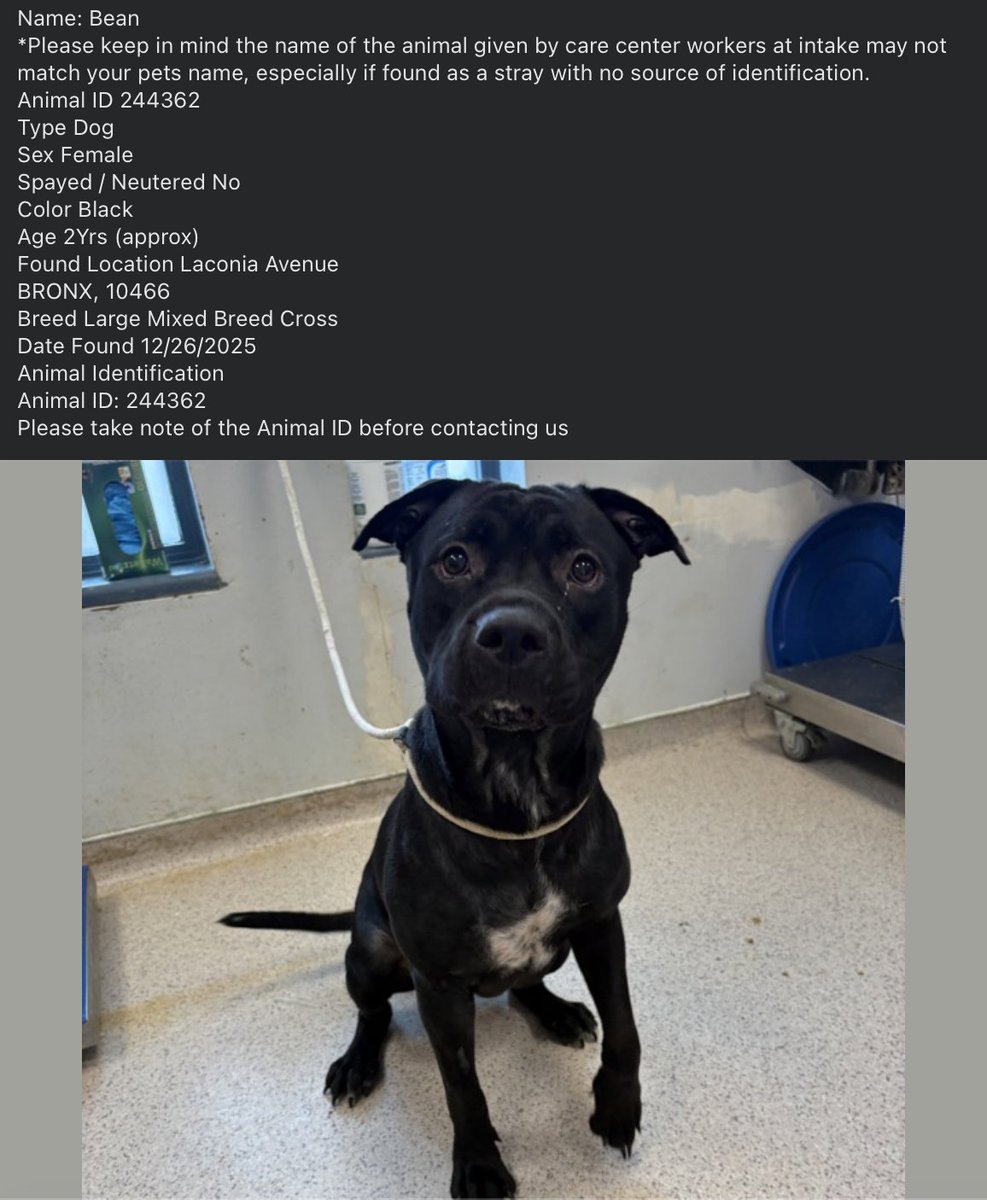 BeeDoDoobieDo's tweet image. 💥🆘Go. Get. Your. Dog.  They may not get out alive!

☎️Call NYCACC at 212-788-4000 and ask for dog by animal i.d. in picture.  #244362

📌Posted by #TeamAnimalVoice