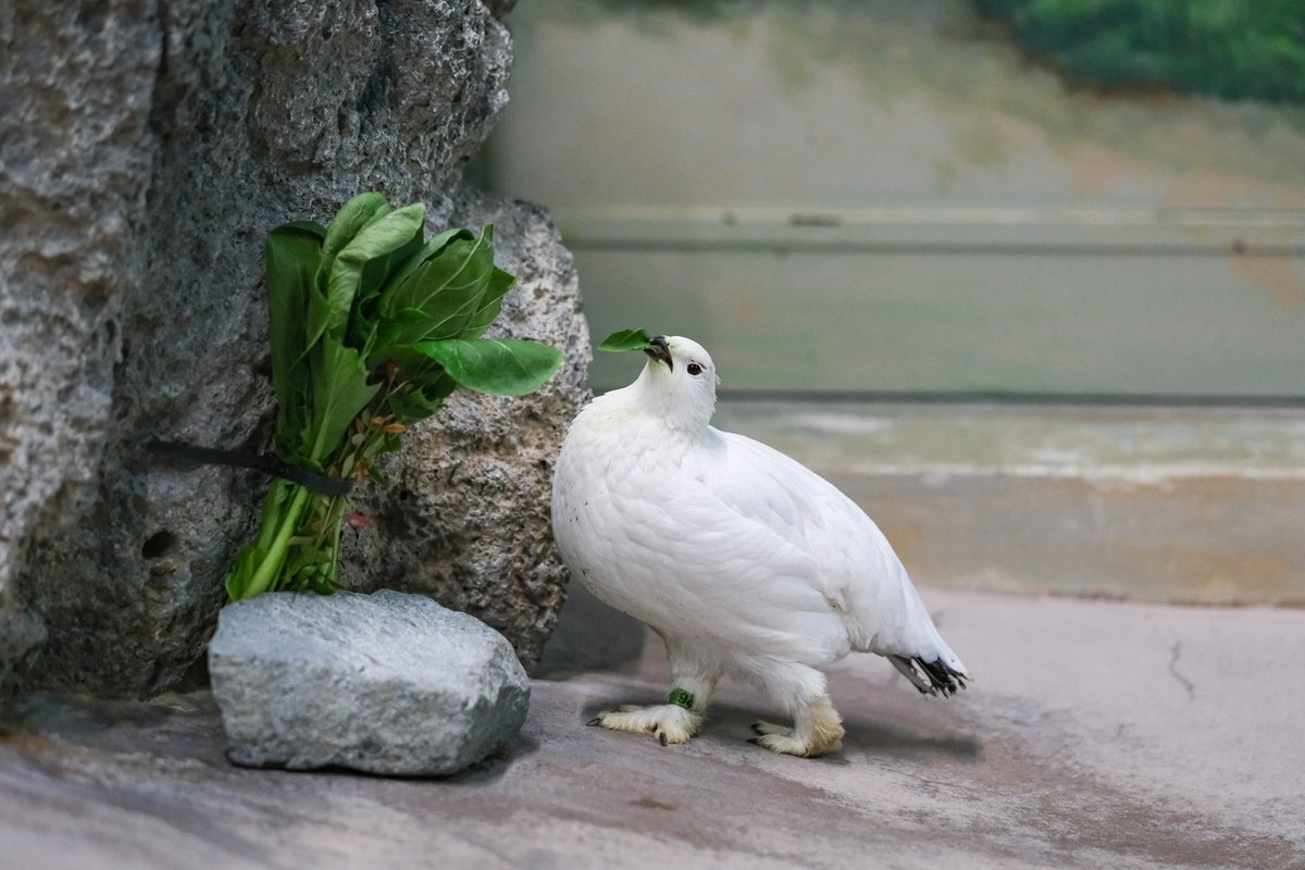 ぶちぶちばりばり

#ライチョウ　#いしかわ動物園