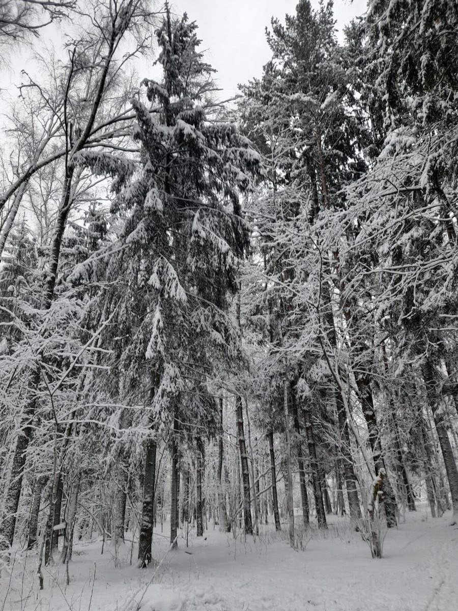 savebitza's tweet image. Битцевский лес, Москва
📷 Антон Гладилин