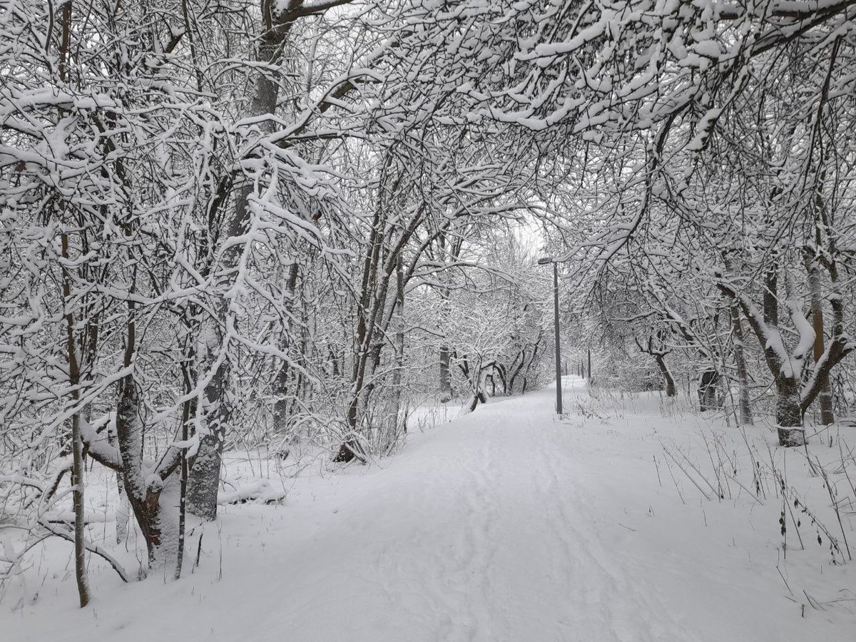 savebitza's tweet image. Битцевский лес, Москва
📷 Антон Гладилин