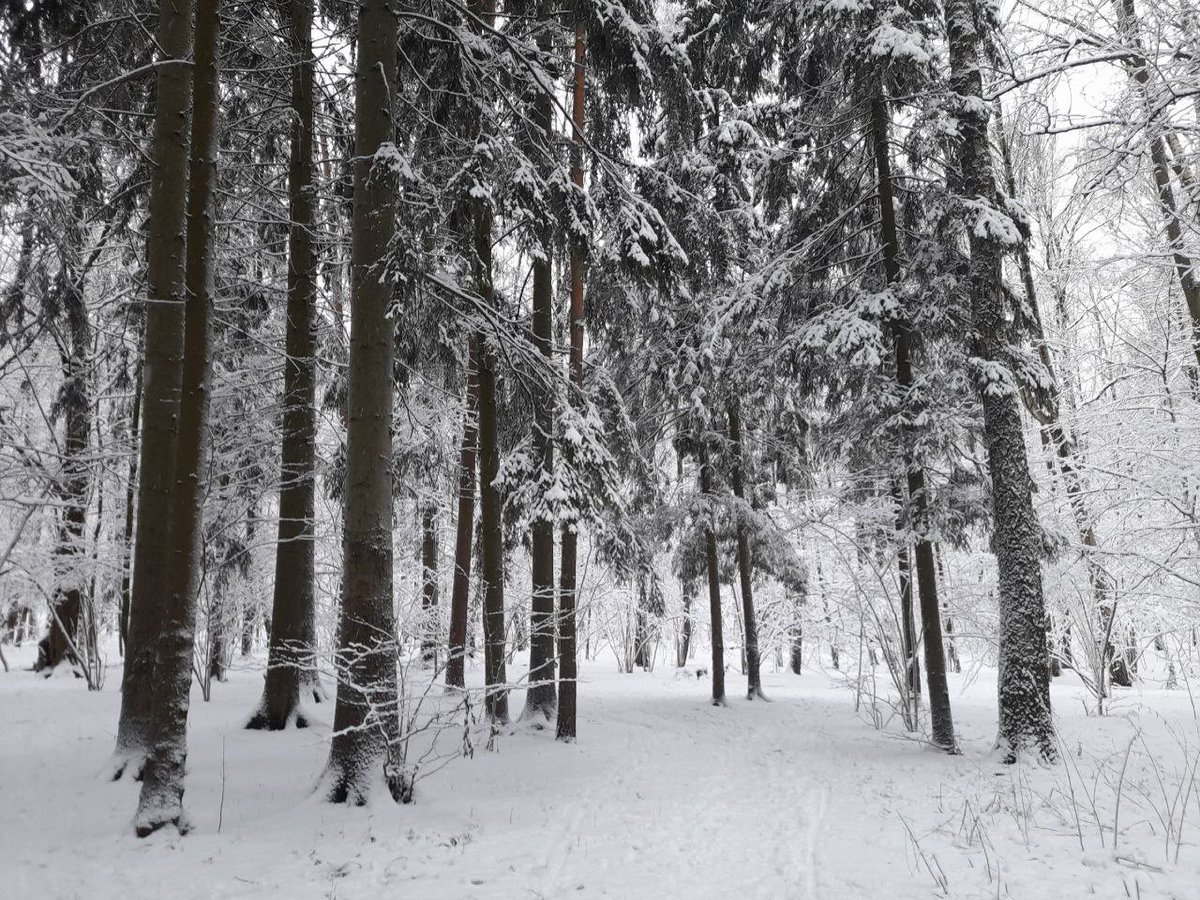 savebitza's tweet image. Битцевский лес, Москва
📷 Антон Гладилин