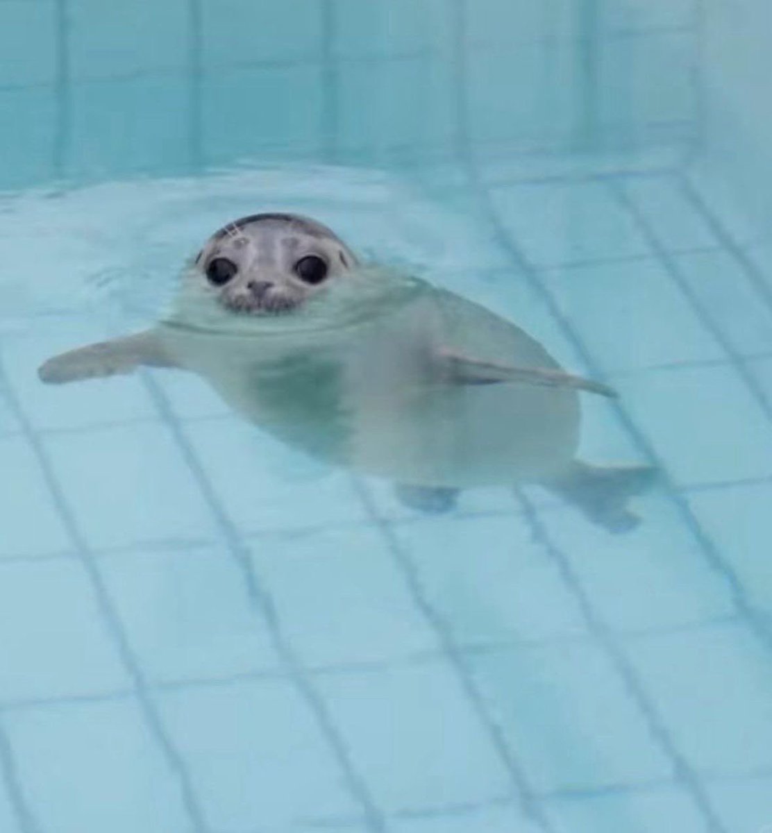 goobygirl2's tweet image. 