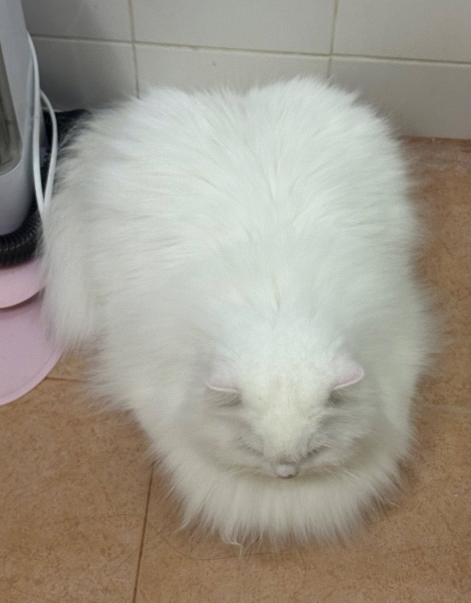 pspanacea's tweet image. ก้ไม่ใช่หน้าฝนนิ ทำไมอึ่งอาละวาด