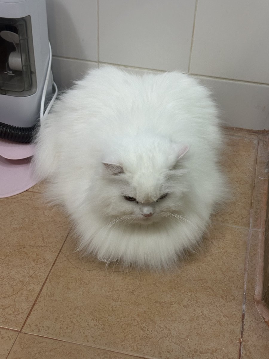 pspanacea's tweet image. ก้ไม่ใช่หน้าฝนนิ ทำไมอึ่งอาละวาด