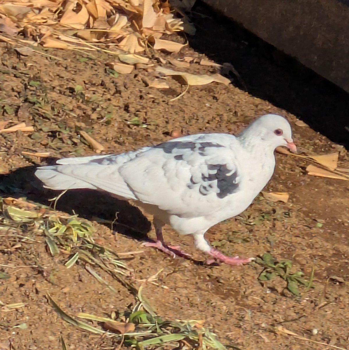 コイモ* (@das_gemeine_) / Posts / X