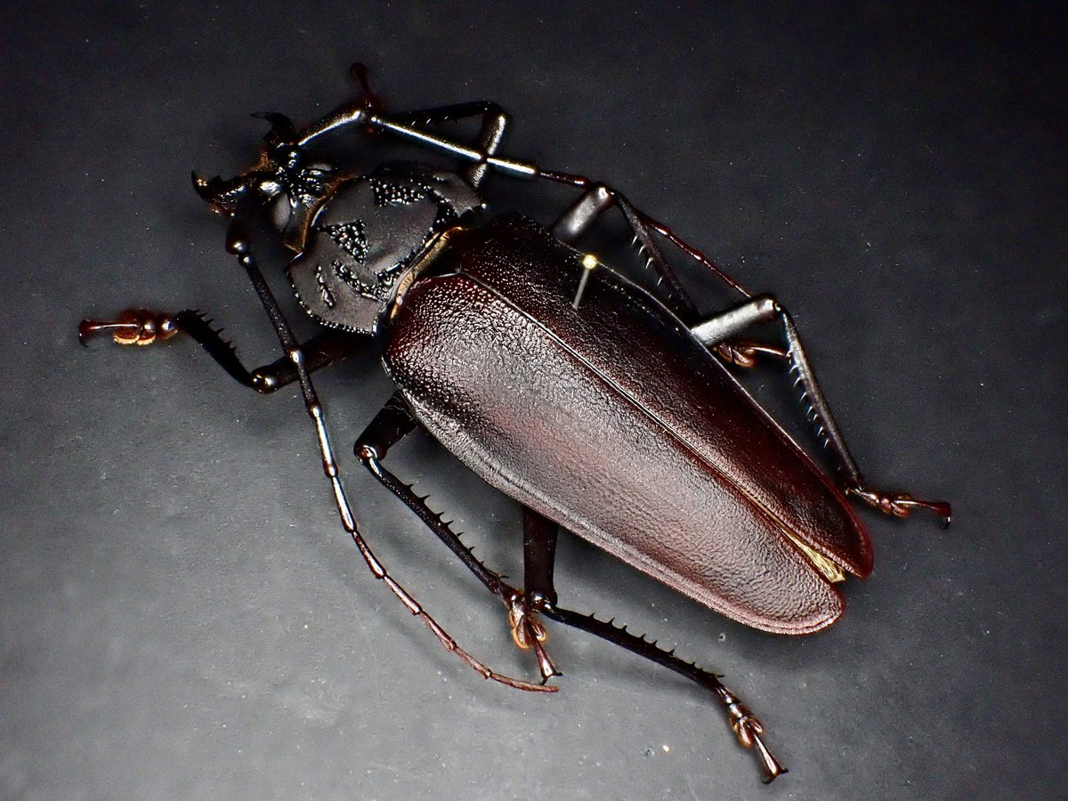 ブラジル産のCtenoscelis acanthopus 南米の巨大ウスバカミキリと言え