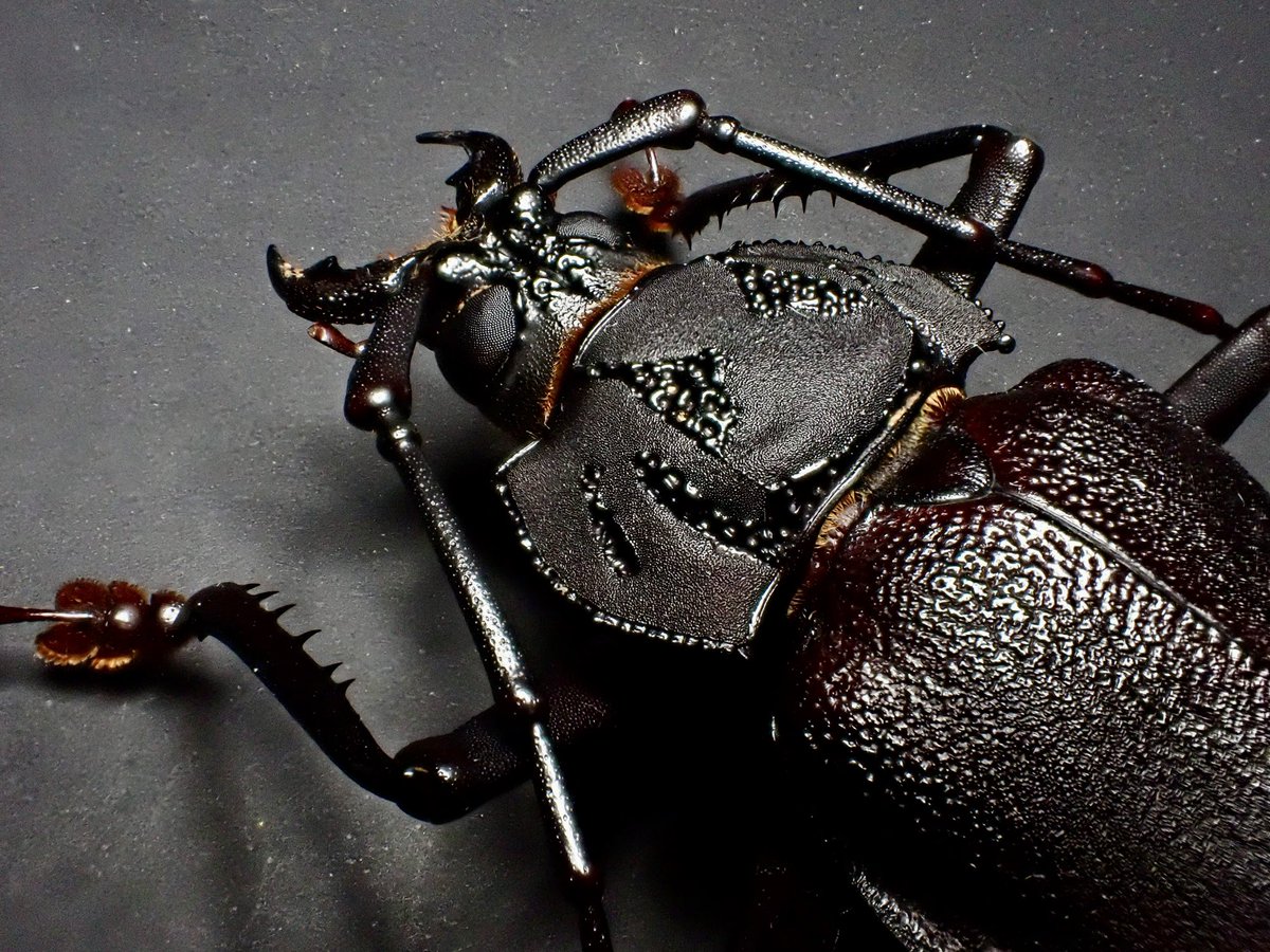 ブラジル産のCtenoscelis acanthopus 南米の巨大ウスバカミキリと言え