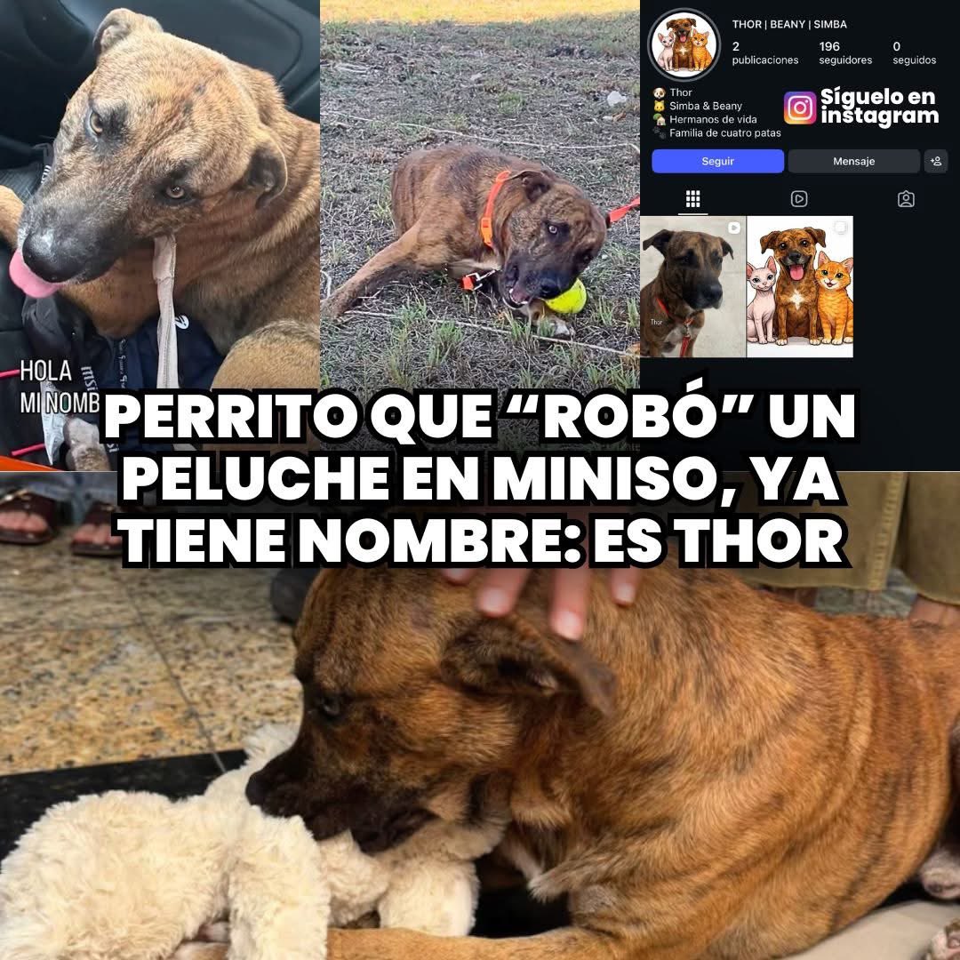 🐾🧸 El perrito que se volvió viral por “robar” un peluche en Miniso ya tiene nombre. Ahora se llama Thor.

🎅El 20 de diciembre, tras la difusión masiva del video, Thor fue encontrado sano y salvo por Allan, el joven que esa misma madrugada salió a buscarlo para que no durmiera