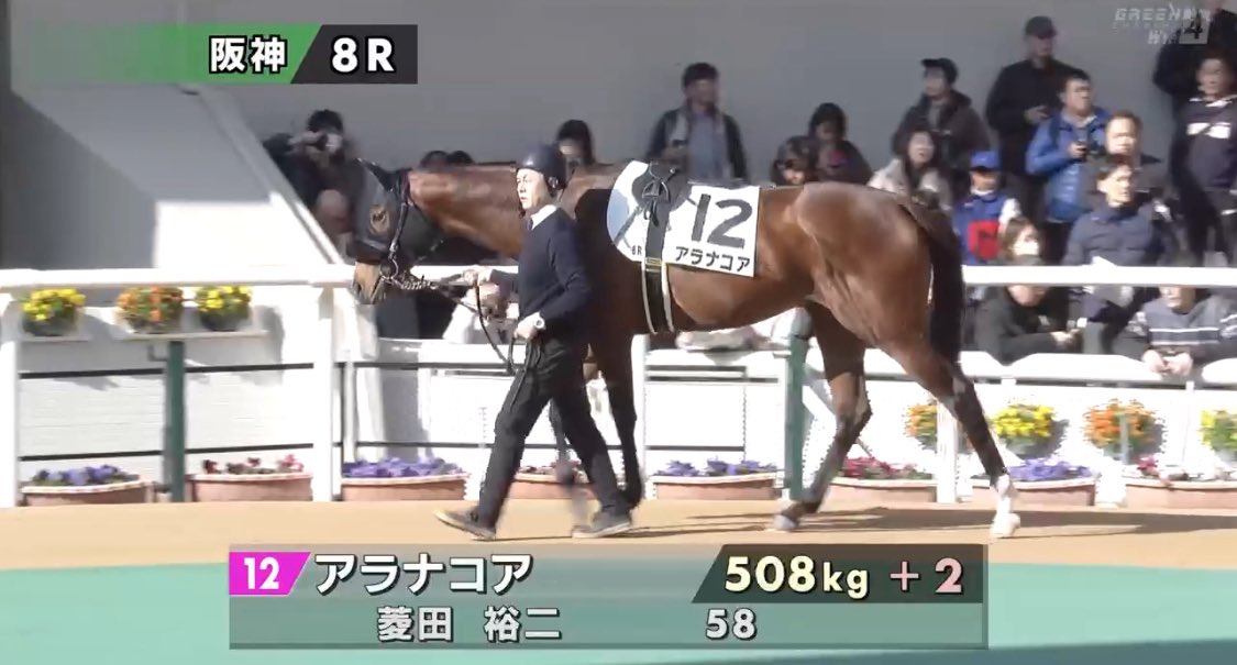 さあ年内ラストの関連馬出走はアラナコアくん。トモはやや硬めな歩様
