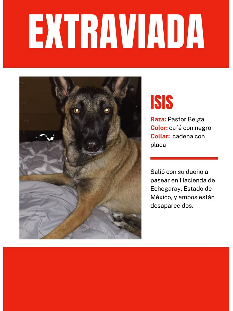 Anaro74's tweet image. Hugo Basurto y su perrita  Isis salieron a pasear el 19 de diciembre y ya no regresaron.
Su familia pide su ayuda para localizarlos. 
Esto fue en Hacienda de Echegaray, Naucalpan.
Hugo vestía como en la foto de la cámara. Isis es una pastor belga.
Favor de difundir.