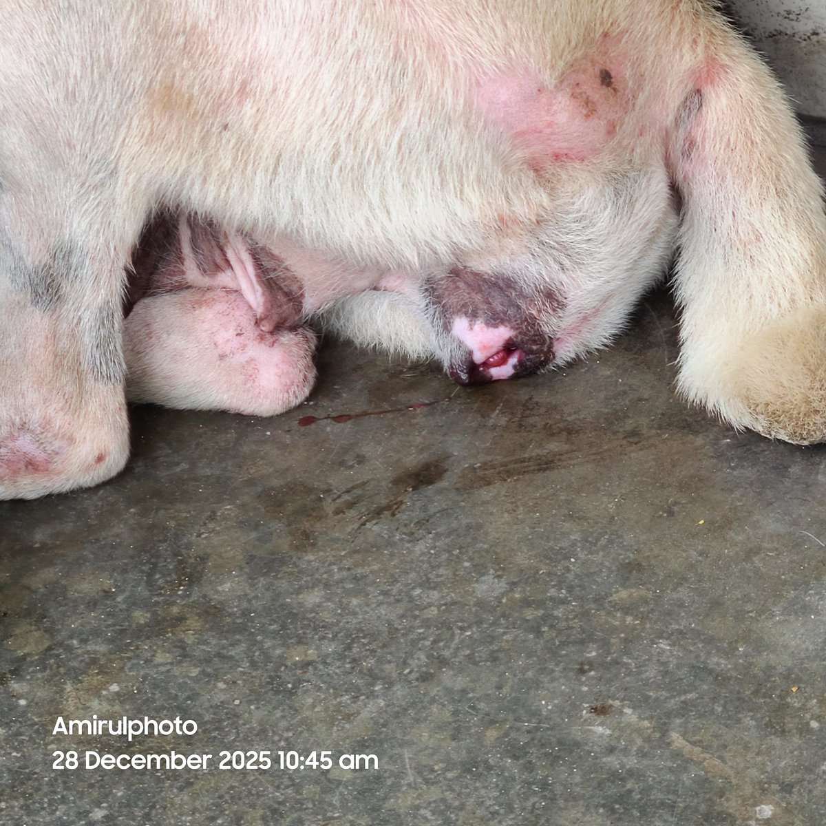 Salam semua.. Ada tak sesiapa yang boleh tolong bawa dog ni ke vet ? Keadaan dia nampak macam TVT (cancer) dan tak makan tak minum juga.

Mohon wasap saya 011-2762 1114 
📍Location : Bangi

Please share ye.. Terima kasih 🙏🏻