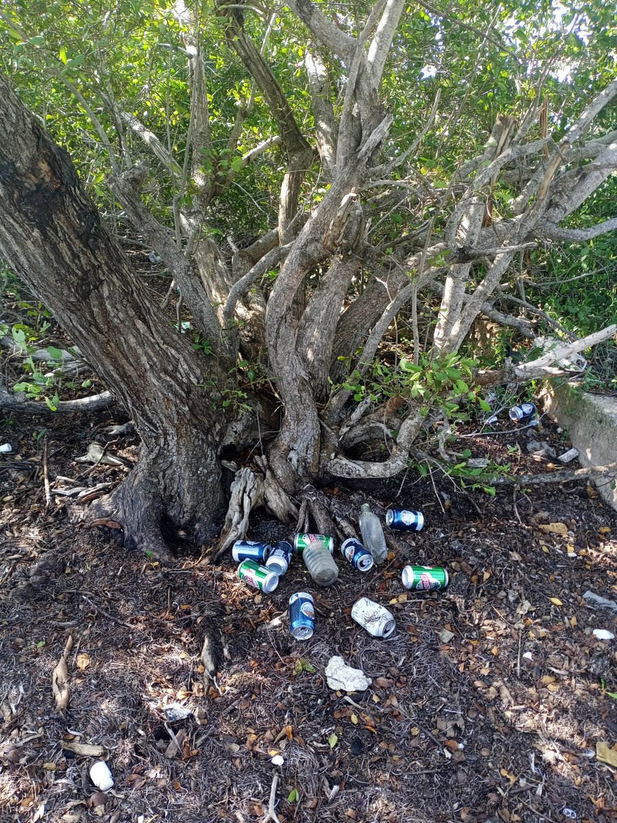 Educación Ambiental.
La Basura Humana en el Manglar.
Cuidemos el Planeta